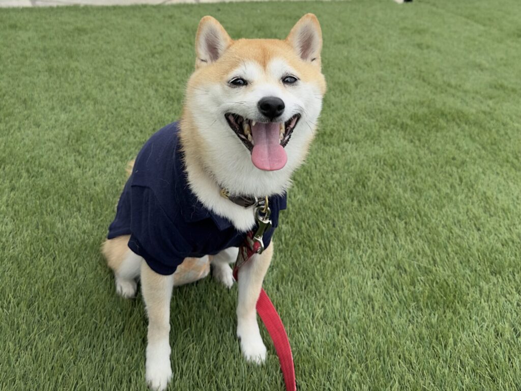 아즈키와 함께 자동차 까페