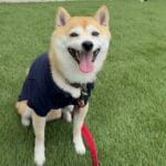 아즈키와 함께 자동차 까페